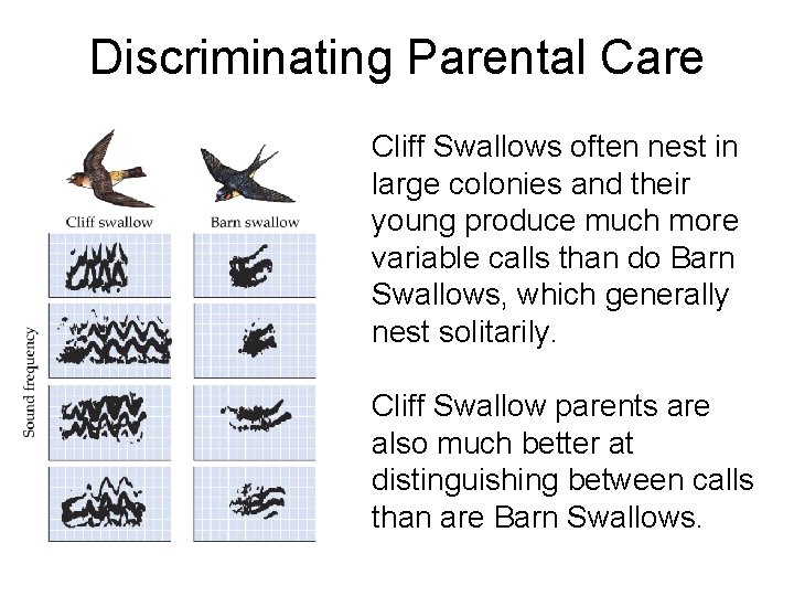 Discriminating Parental Care Fig 12. 9 Cliff Swallows often nest in large colonies and