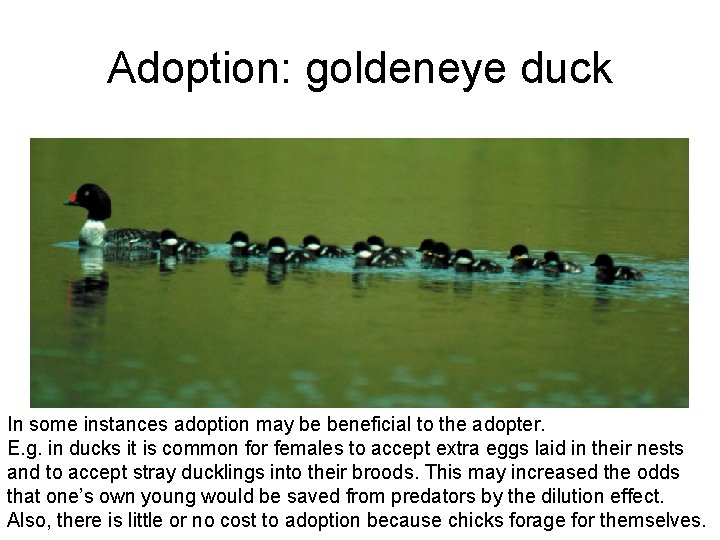 Adoption: goldeneye duck In some instances adoption may be beneficial to the adopter. E.