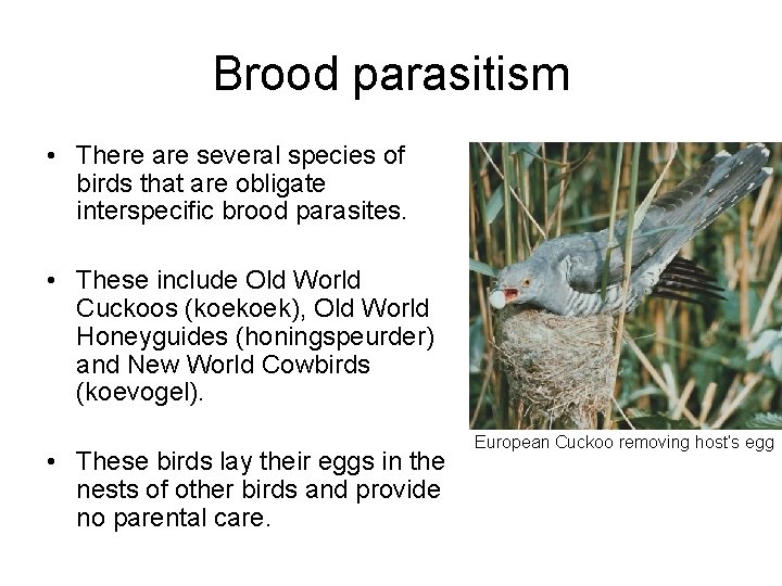 Brood parasitism • There are several species of birds that are obligate interspecific brood