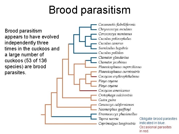 Brood parasitism appears to have evolved independently three times in the cuckoos and a