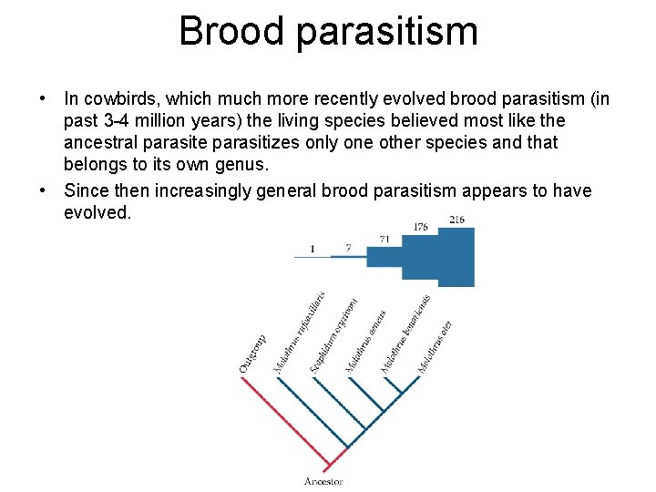 Brood parasitism • In cowbirds, which much more recently evolved brood parasitism (in past
