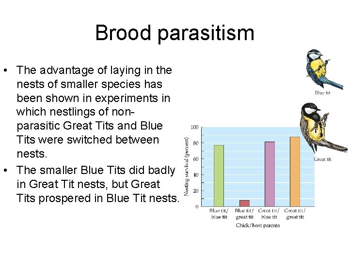 Brood parasitism • The advantage of laying in the nests of smaller species has