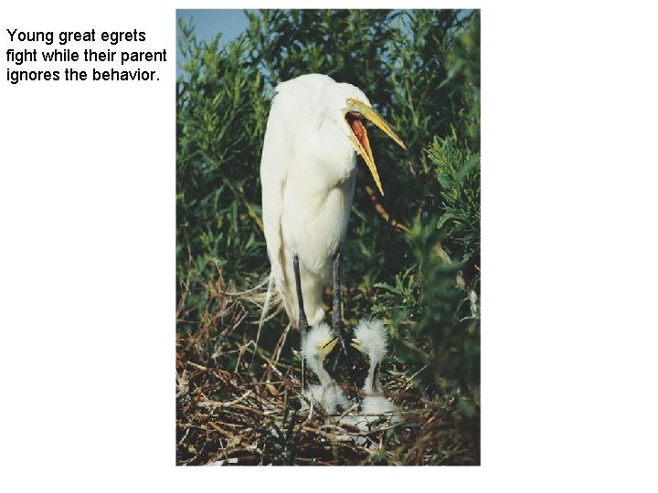 Young great egrets fight while their parent ignores the behavior. 