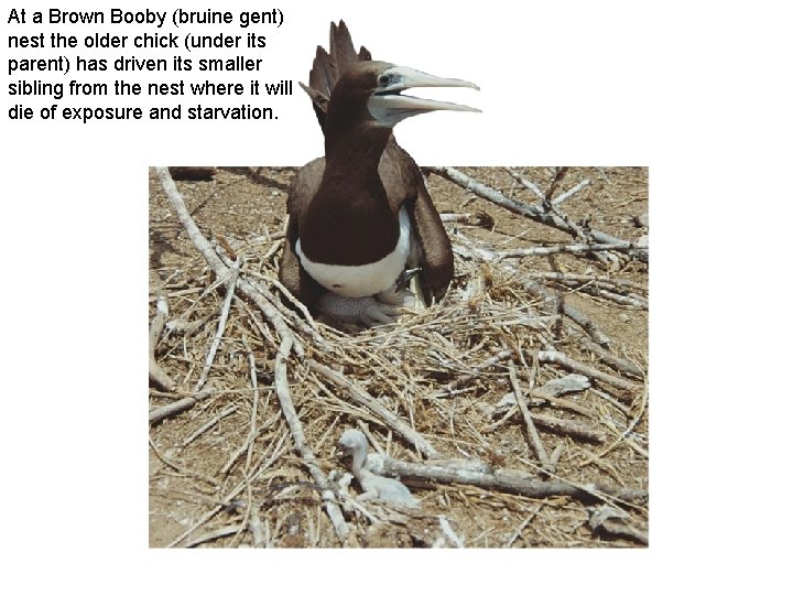 At a Brown Booby (bruine gent) nest the older chick (under its parent) has