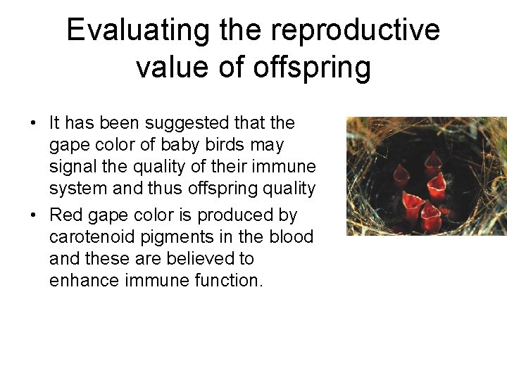 Evaluating the reproductive value of offspring • It has been suggested that the gape