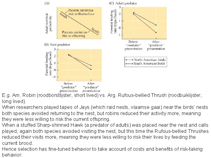 Fig 12. 1 A E. g. Am. Robin (roodborstlijster, short lived) vs. Arg. Rufous-bellied