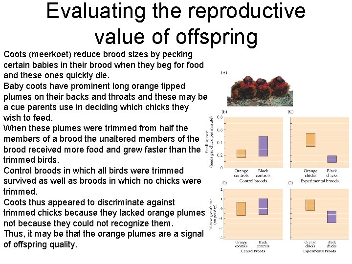 Evaluating the reproductive value of offspring Coots (meerkoet) reduce brood sizes by pecking certain