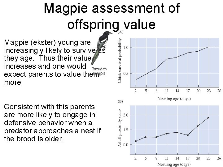 Magpie assessment of offspring value Magpie (ekster) young are increasingly likely to survive as
