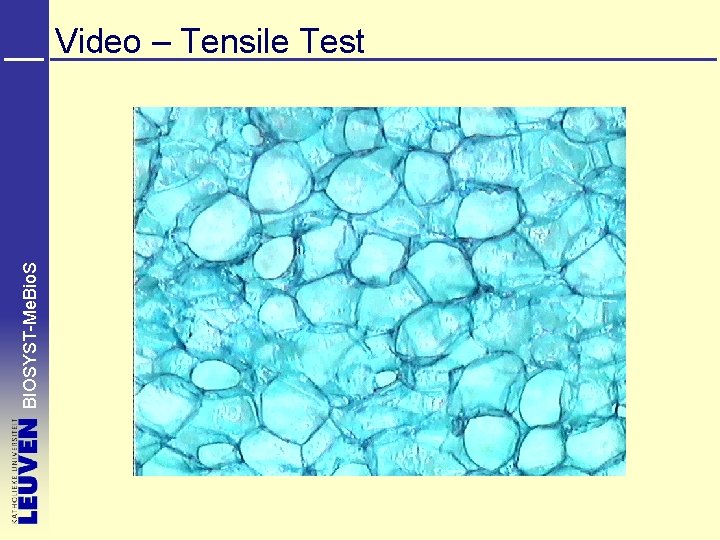 BIOSYST-Me. Bio. S Video – Tensile Test 