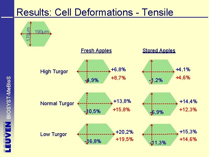 170µm Results: Cell Deformations - Tensile 190µm Stored Apples Fresh Apples +6, 8% BIOSYST-Me.