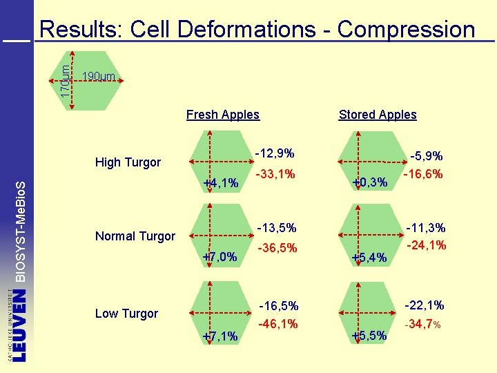 170µm Results: Cell Deformations - Compression 190µm Fresh Apples -12, 9% High Turgor BIOSYST-Me.