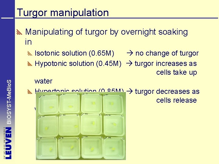Turgor manipulation BIOSYST-Me. Bio. S Manipulating of turgor by overnight soaking in Isotonic solution