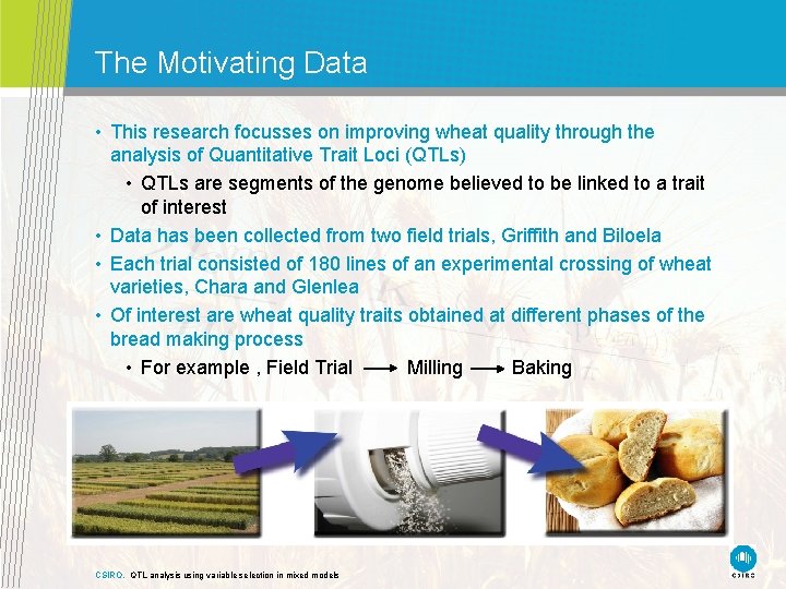 The Motivating Data • This research focusses on improving wheat quality through the analysis The Motivating Data • This research focusses on improving wheat quality through the analysis