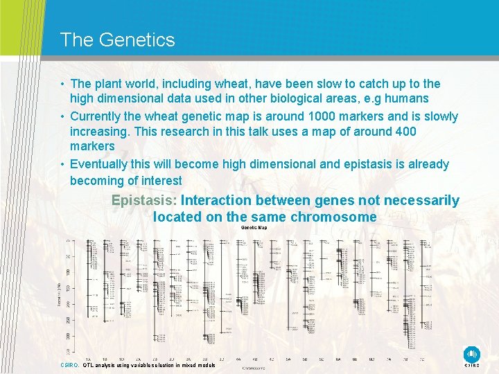 The Genetics • The plant world, including wheat, have been slow to catch up The Genetics • The plant world, including wheat, have been slow to catch up