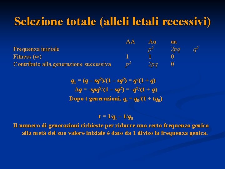 Selezione totale (alleli letali recessivi) AA Frequenza iniziale Fitness (w) Contributo alla generazione successiva