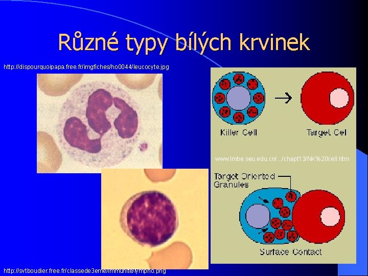 Různé typy bílých krvinek http: //dispourquoipapa. free. fr/imgfiches/ho 0044/leucocyte. jpg www. lmbe. seu. edu.