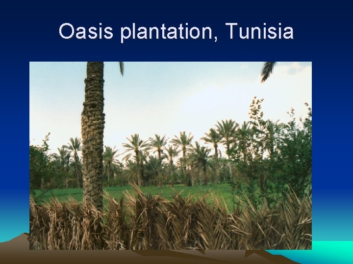 Oasis plantation, Tunisia 