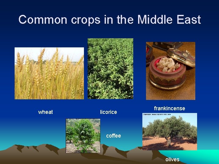 Common crops in the Middle East wheat licorice frankincense coffee olives 