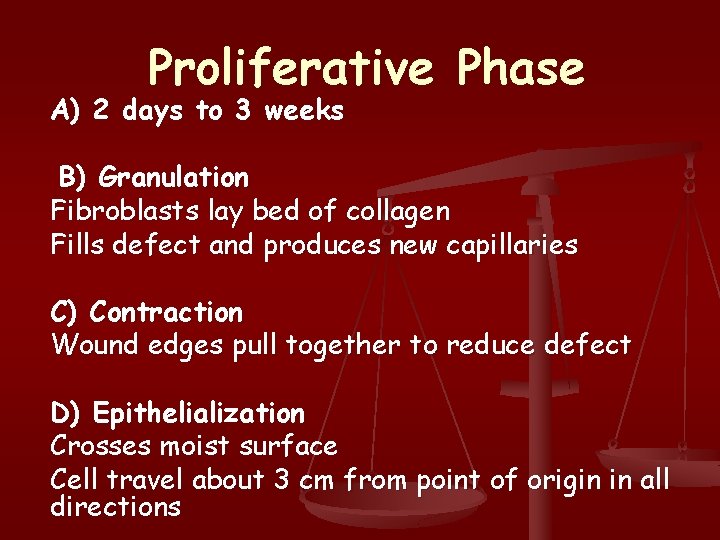 Proliferative Phase A) 2 days to 3 weeks B) Granulation Fibroblasts lay bed of