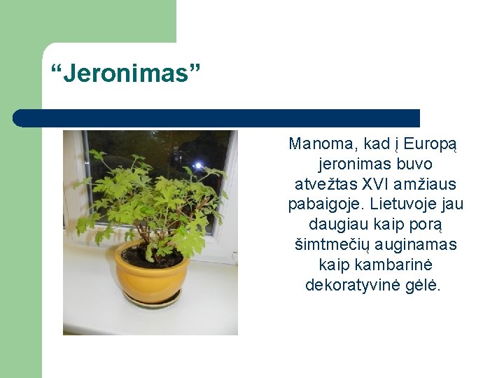 “Jeronimas” Manoma, kad į Europą jeronimas buvo atvežtas XVI amžiaus pabaigoje. Lietuvoje jau daugiau