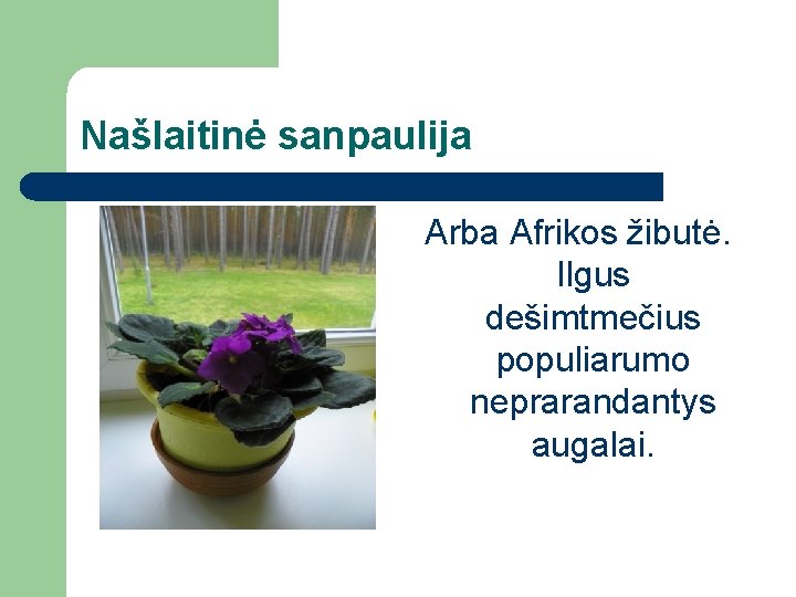 Našlaitinė sanpaulija Arba Afrikos žibutė. Ilgus dešimtmečius populiarumo neprarandantys augalai. 