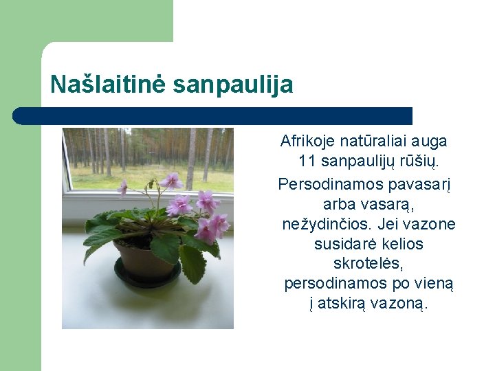 Našlaitinė sanpaulija Afrikoje natūraliai auga 11 sanpaulijų rūšių. Persodinamos pavasarį arba vasarą, nežydinčios. Jei