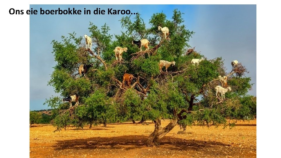 Ons eie boerbokke in die Karoo. . . 