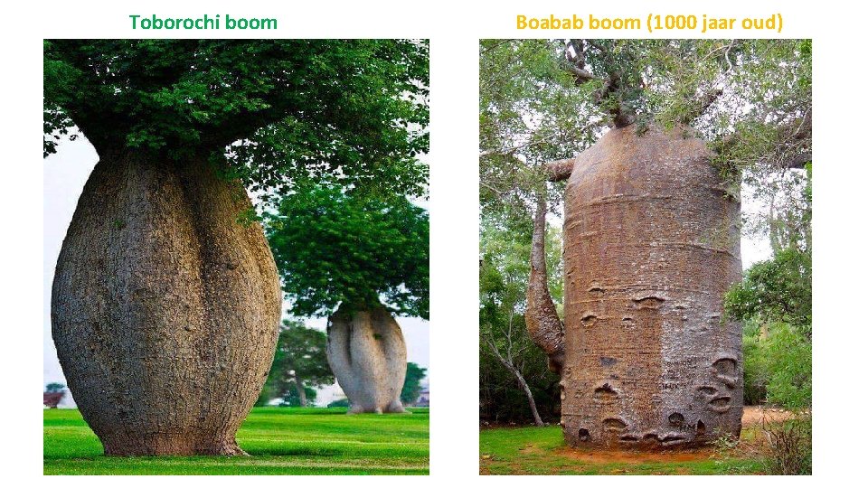 Toborochi boom Boabab boom (1000 jaar oud) 