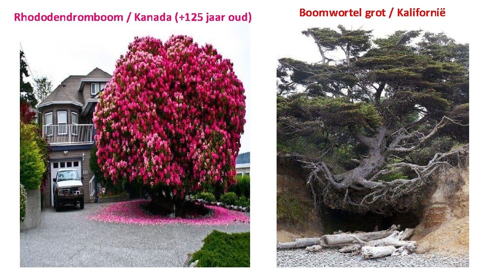 Rhododendromboom / Kanada (+125 jaar oud) Boomwortel grot / Kalifornië 