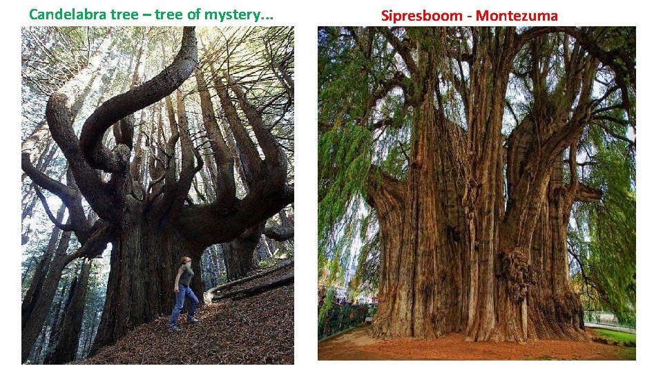 Candelabra tree – tree of mystery. . . Sipresboom - Montezuma 