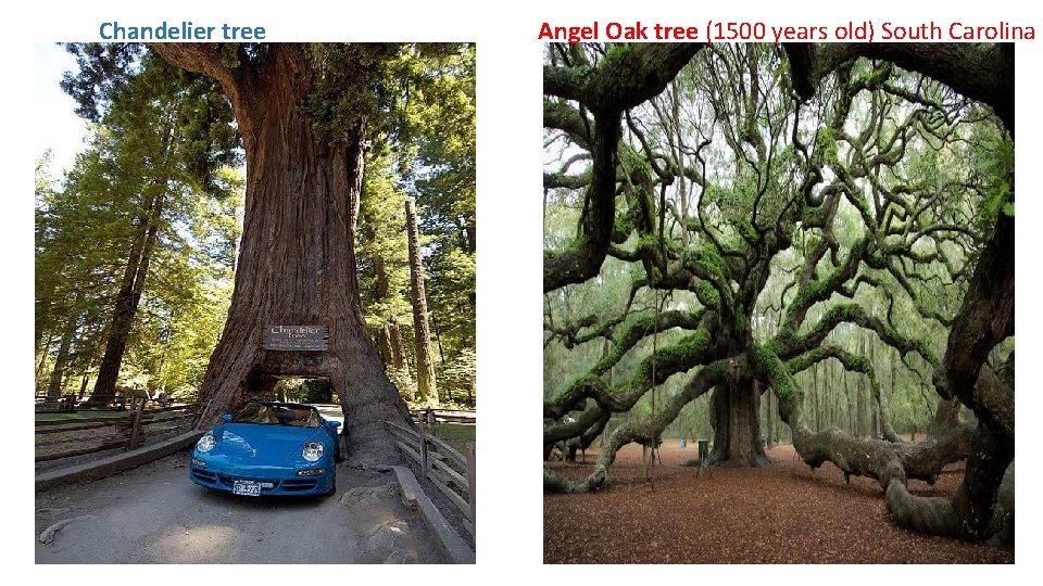 Chandelier tree Angel Oak tree (1500 years old) South Carolina 