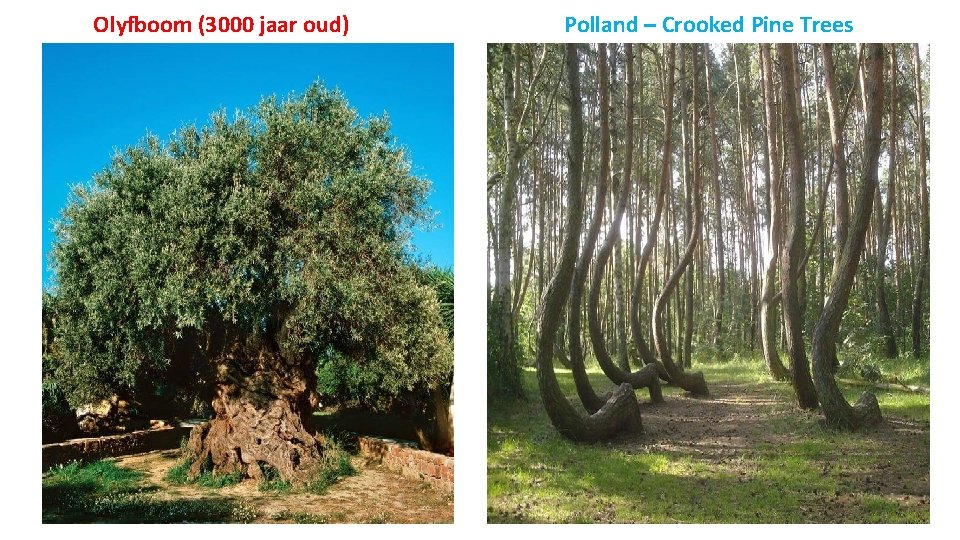 Olyfboom (3000 jaar oud) Polland – Crooked Pine Trees 