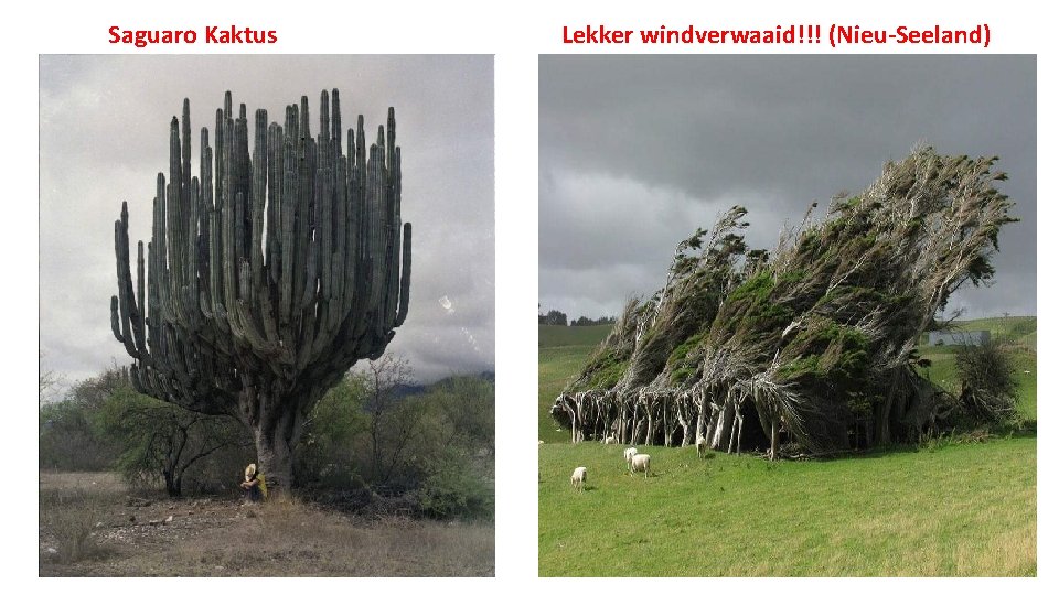 Saguaro Kaktus Lekker windverwaaid!!! (Nieu-Seeland) 