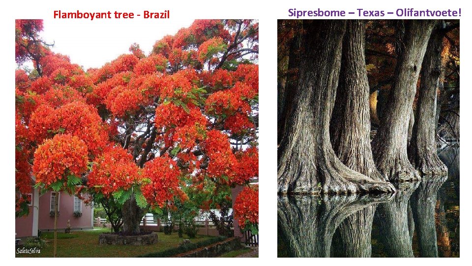 Flamboyant tree - Brazil Sipresbome – Texas – Olifantvoete! 