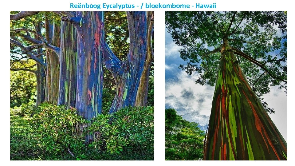 Reënboog Eycalyptus - / bloekombome - Hawaii 