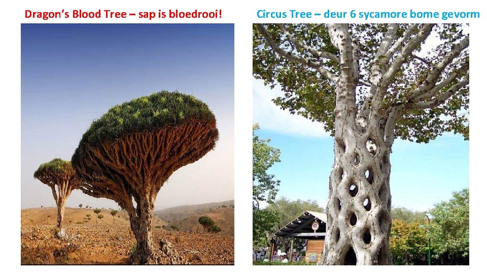 Dragon’s Blood Tree – sap is bloedrooi! Circus Tree – deur 6 sycamore bome