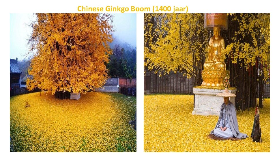 Chinese Ginkgo Boom (1400 jaar) 