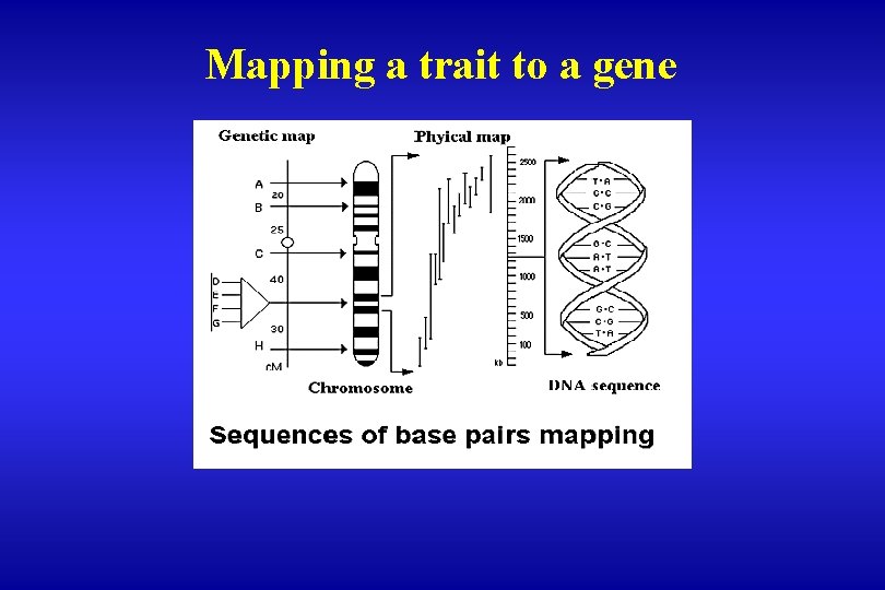 Mapping a trait to a gene 