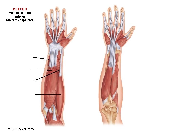 DEEPER Muscles of right anterior forearm - supinated © 2014 Pearson Education, Inc. 