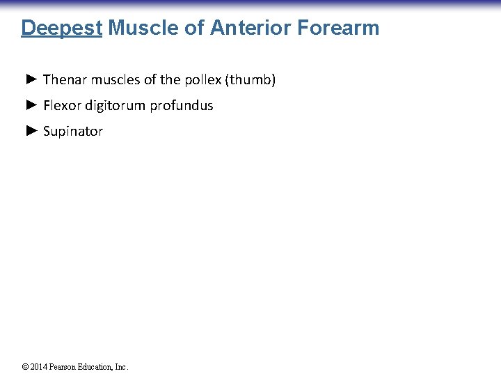 Deepest Muscle of Anterior Forearm ► Thenar muscles of the pollex (thumb) ► Flexor