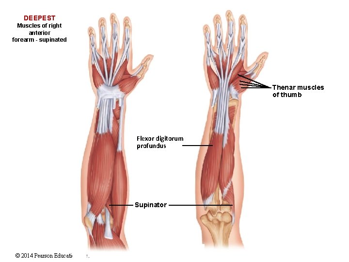 DEEPEST Muscles of right anterior forearm - supinated Thenar muscles of thumb Flexor digitorum