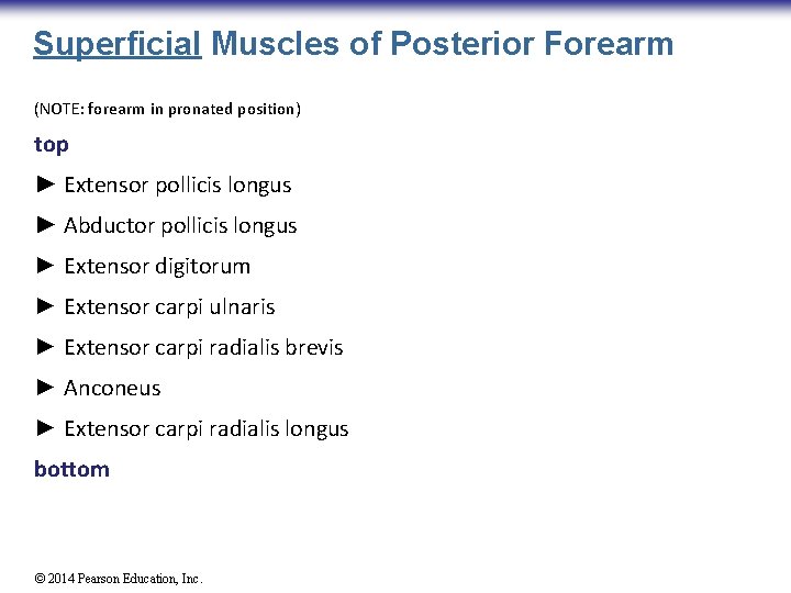 Superficial Muscles of Posterior Forearm (NOTE: forearm in pronated position) top ► Extensor pollicis