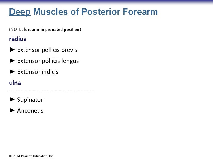 Deep Muscles of Posterior Forearm (NOTE: forearm in pronated position) radius ► Extensor pollicis