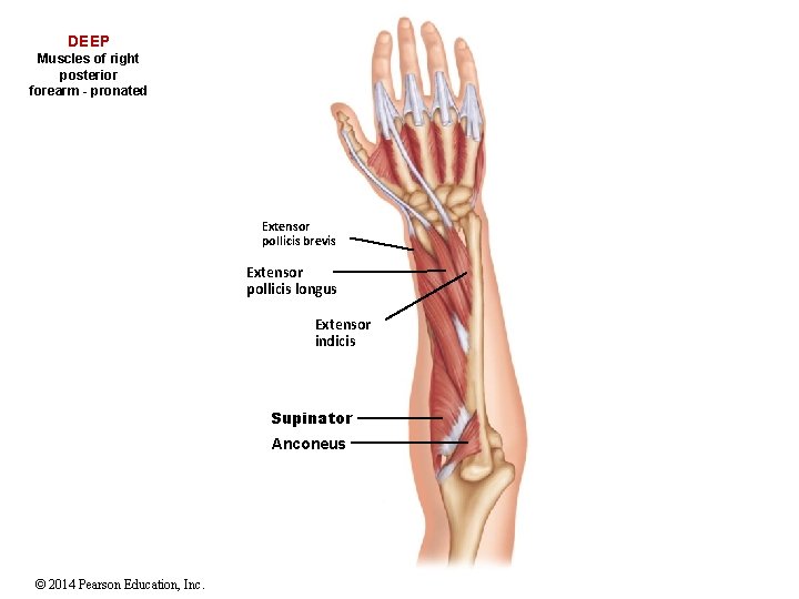 DEEP Muscles of right posterior forearm - pronated Extensor pollicis brevis Extensor pollicis longus