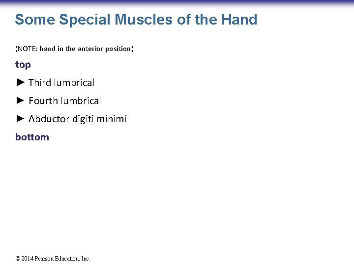 Some Special Muscles of the Hand (NOTE: hand in the anterior position) top ►