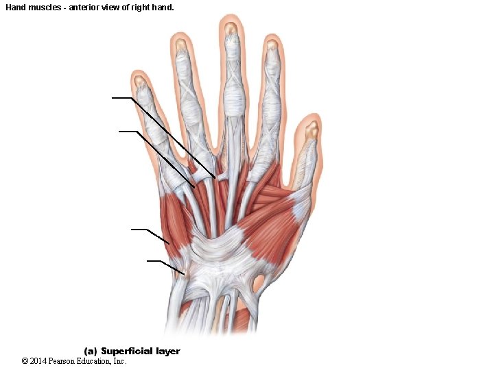 Hand muscles - anterior view of right hand. Superficial layer © 2014 Pearson Education,