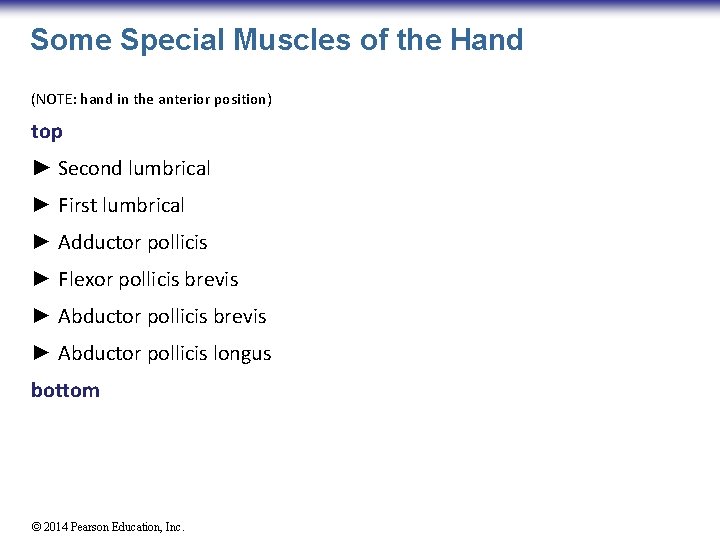 Some Special Muscles of the Hand (NOTE: hand in the anterior position) top ►