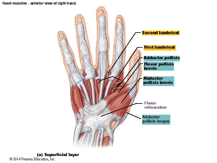 Hand muscles - anterior view of right hand. Second lumbrical First lumbrical Adductor pollicis