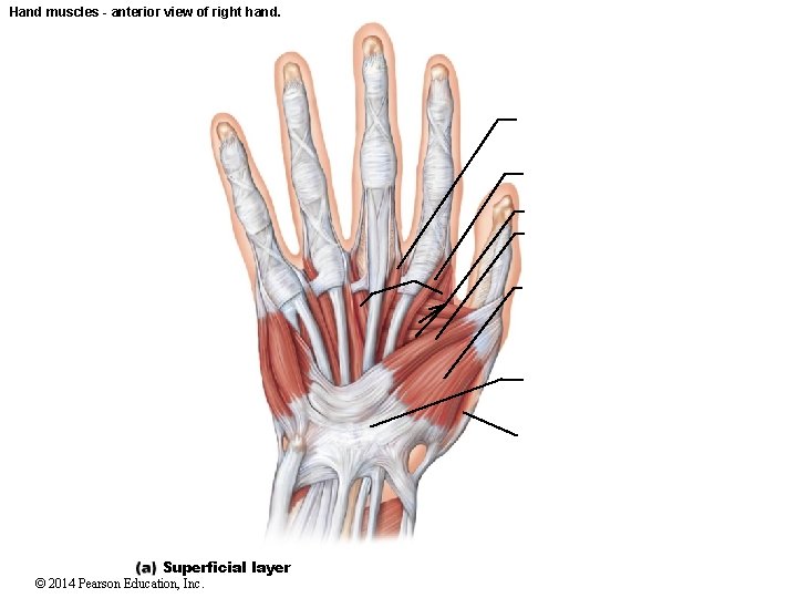 Hand muscles - anterior view of right hand. Superficial layer © 2014 Pearson Education,