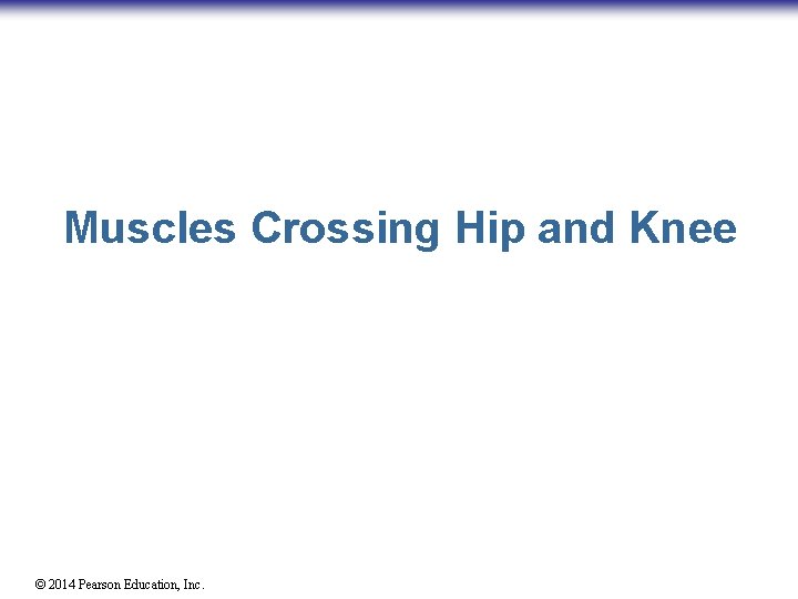 Muscles Crossing Hip and Knee © 2014 Pearson Education, Inc. 